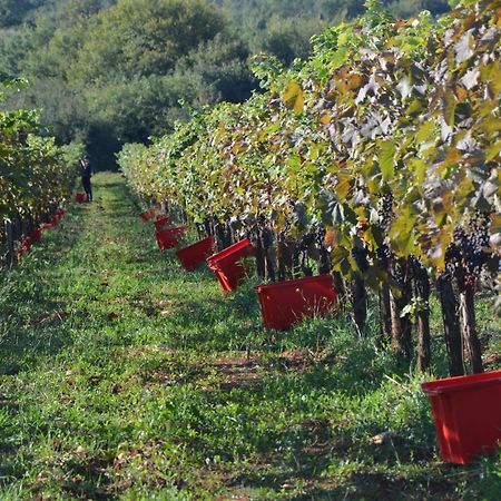 Villa Olivetta By Istrian Country Houses Barat  エクステリア 写真