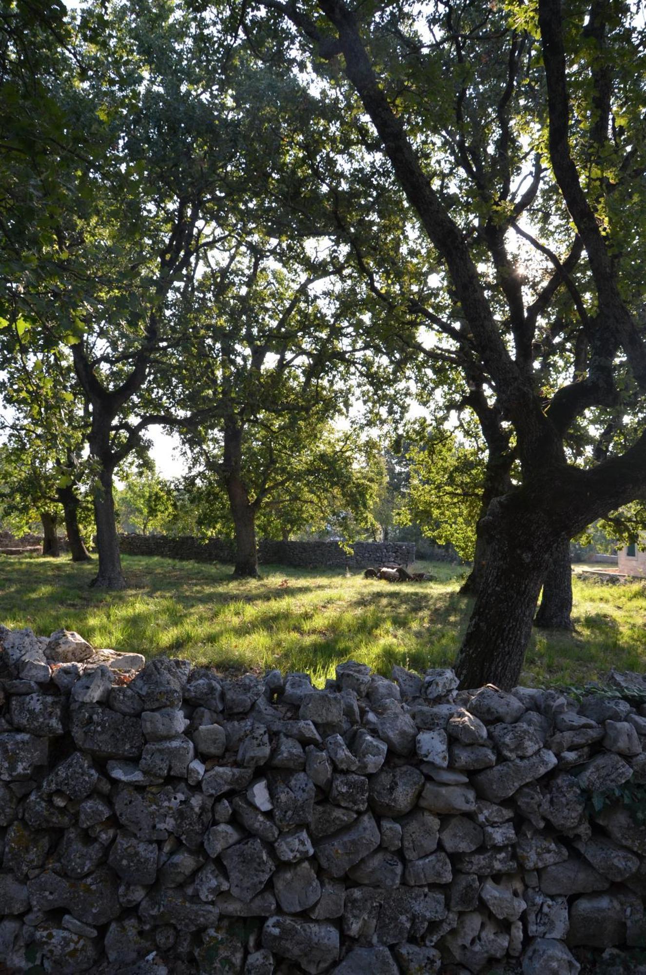 Villa Olivetta By Istrian Country Houses Barat  エクステリア 写真