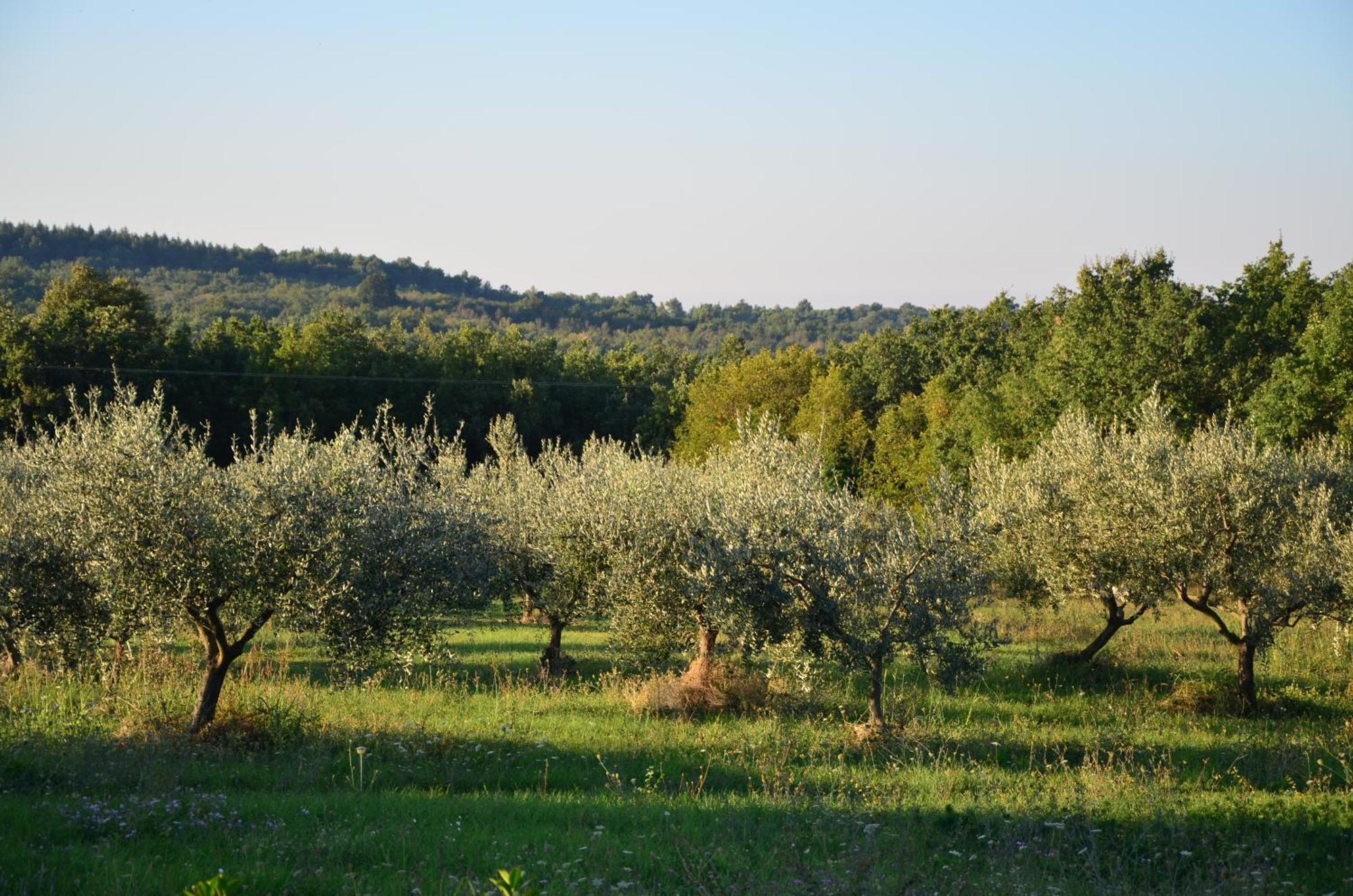 Villa Olivetta By Istrian Country Houses Barat  エクステリア 写真