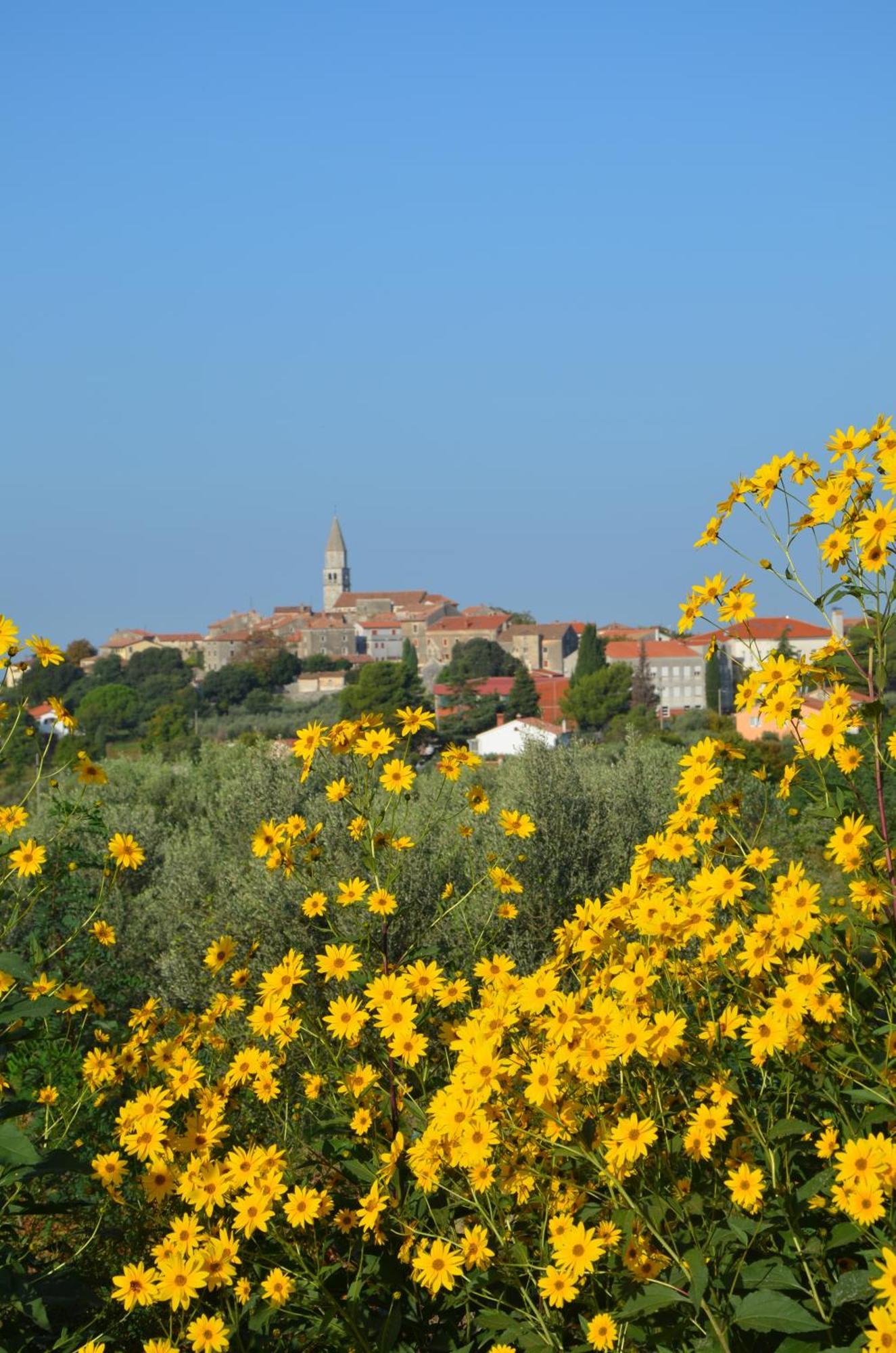 Villa Olivetta By Istrian Country Houses Barat  エクステリア 写真