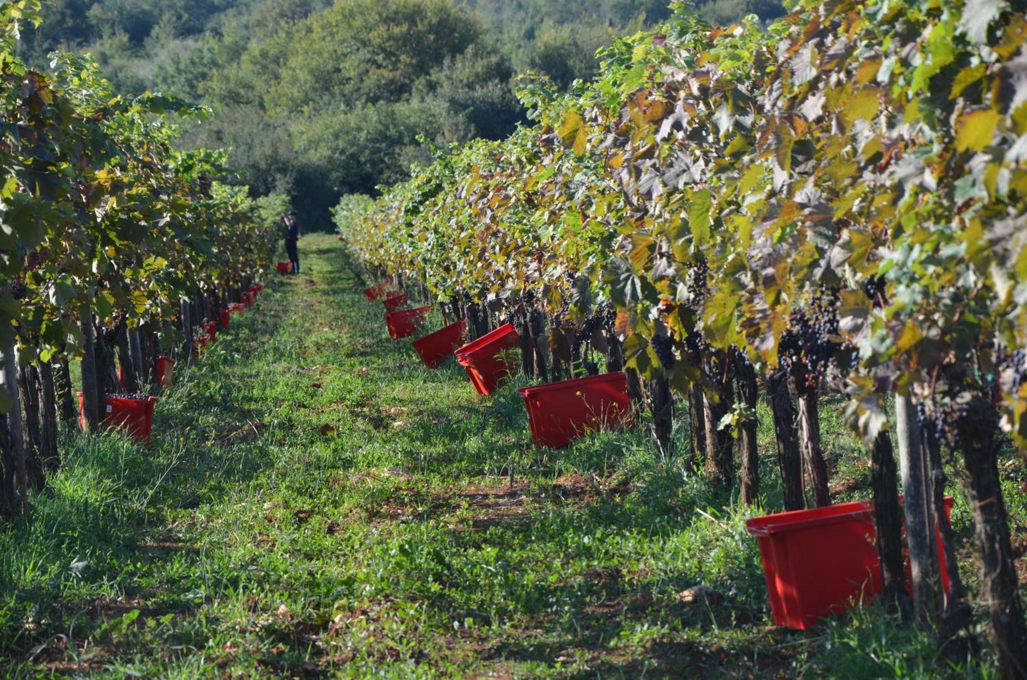 Villa Olivetta By Istrian Country Houses Barat  エクステリア 写真